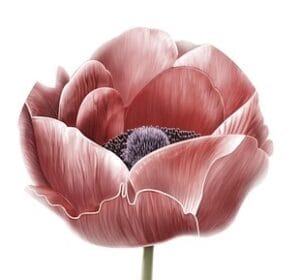 rose
